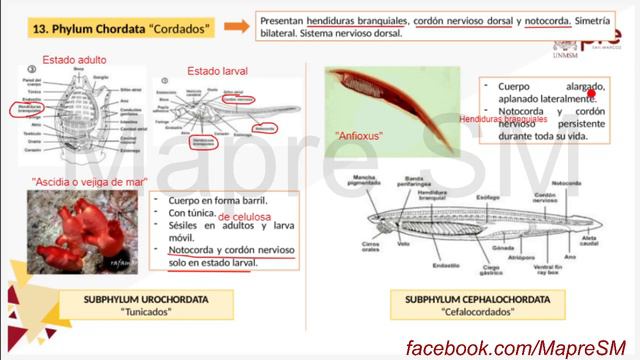 PRE SAN MARCOS 2020-2. Biología Semana 14. El reino animalia. смотреть онлайн