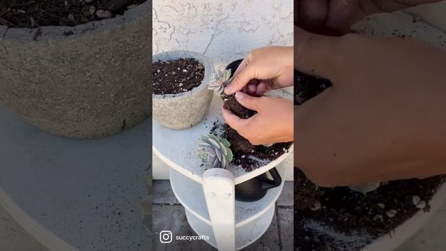 Echeveria Lola? смотреть онлайн