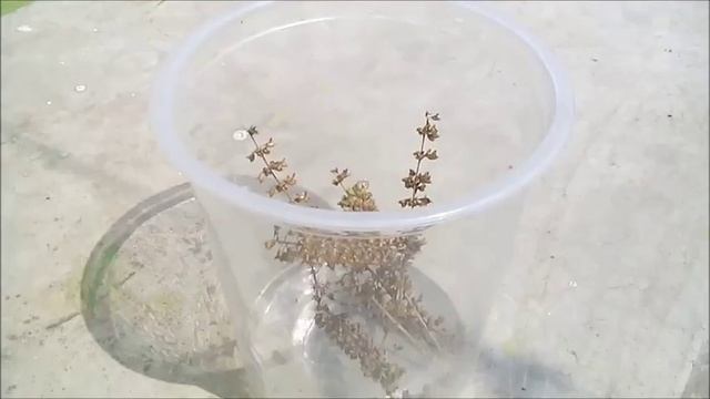 How To Collect Tulsi (Holy Basil/ Basil) Seeds?|| Easy Way To Save Seeds From Tulsi Plant смотреть онлайн
