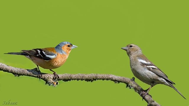 Голоса птиц Как поет Зяблик Fringilla coelebs.mp4 смотреть онлайн