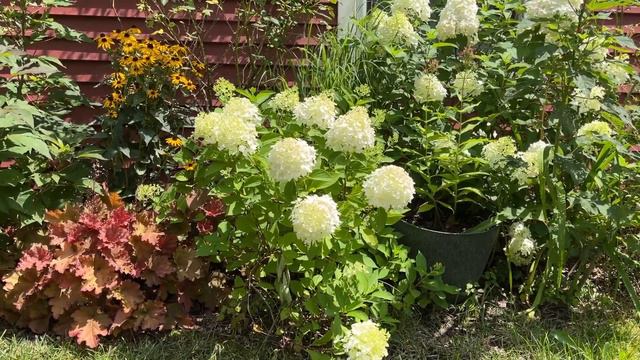 Firelight and Fire Light Tidbit Hydrangea Questions Answered смотреть онлайн