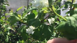 Как спасти калину Бульденеж от тли.