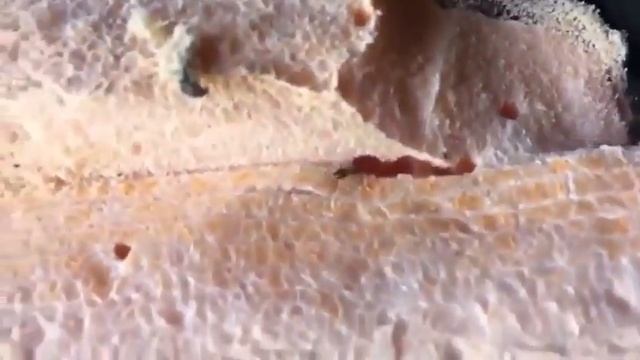 Пеноплекс Дом для муравьев ,вот это да!