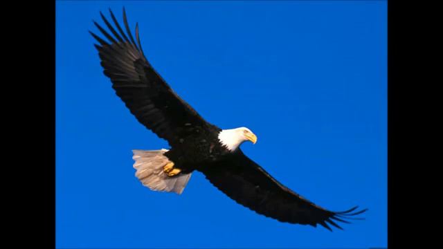 Terry Oldfield & Mike Oldfield - Flight Of The Eagle