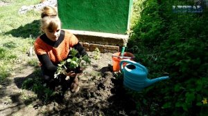 Мелисса лимонная посадка выращивание уход размножение. Как посадить мелиссу. Посадка мелиссы