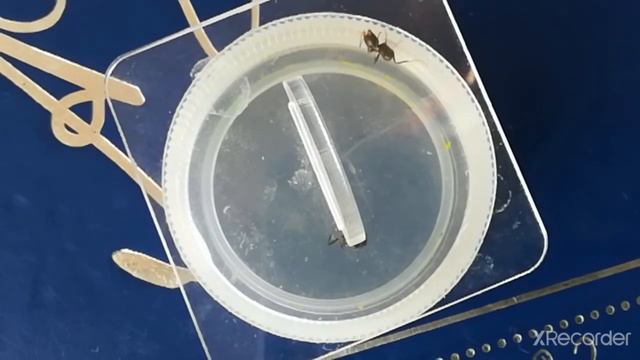 Кто сильнее Messor Structor или Messor Barbarus? Будет ли битва? - Муравьиная ферма №14. смотреть онлайн