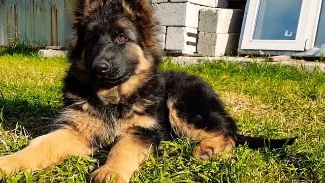 Длинношерстная немецкая овчарка Шейла, 2,5 месяца. смотреть онлайн
