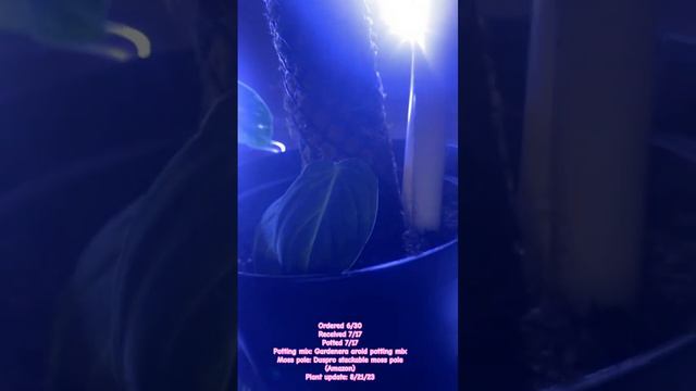 Where’s my starter plants now Update on my Philodendron Melanochrysum #philodendron #aroids смотреть онлайн