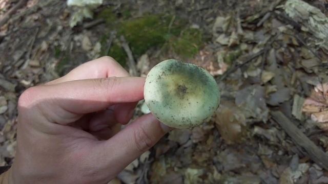 Mushroom Hunting - July 2022 - Boletus edulis | Cep | King bolete | Funghi Porcini | Hriby | Grzyby смотреть онлайн