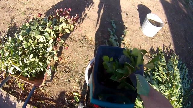 Купил садовый измельчитель Bosch AXT Rapid 2000.Первое применение. смотреть онлайн