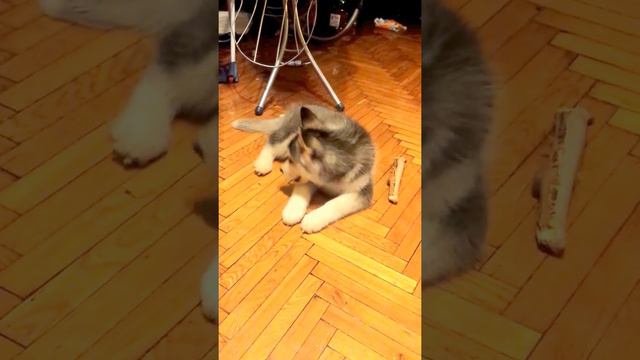 После второй прогулки (2,5 месяца) Хаски Скайлайн :) смотреть онлайн