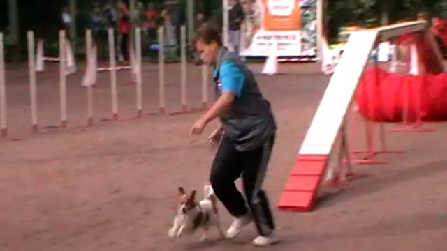 Тимина Любовь и папийон ЛАВ ИМИДЖ ВИЛЛИ ТОЙ А3 1 смотреть онлайн