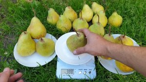 ГРУША ГЕНЕРАЛ ЛЕКЛЕРК