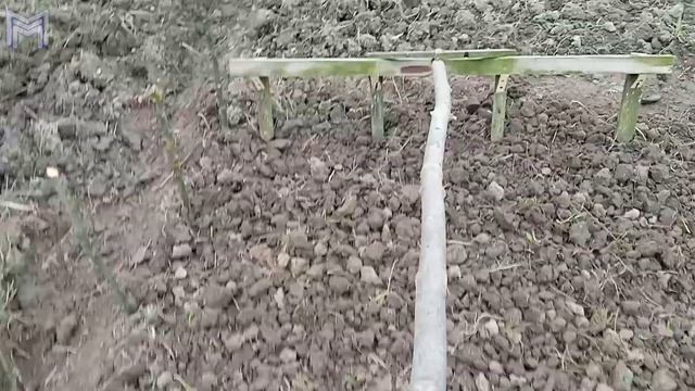 Саморобний інструмент для висаджування городини