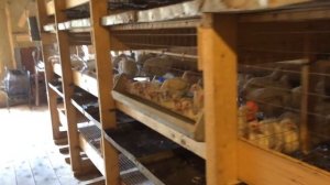 Курятник для бройлеров
