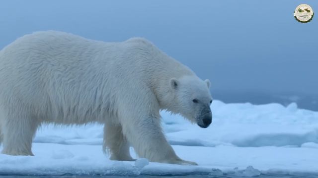 СПАСЕНИЕ БЕЛОГО МЕДВЕДЯ смотреть онлайн