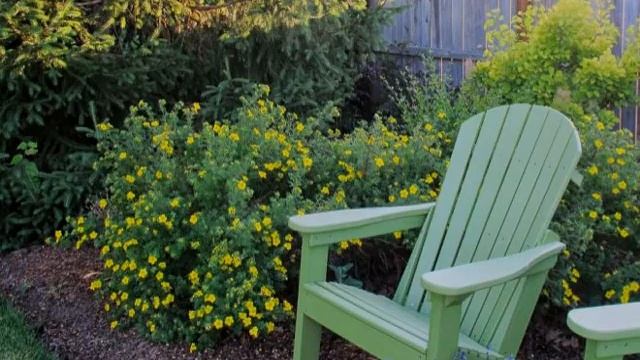 Лапчатка Голдфингер — описание, посадка и уход