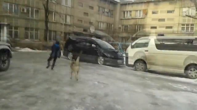 Бешенная собака укусила мальчика! ШОК! смотреть онлайн