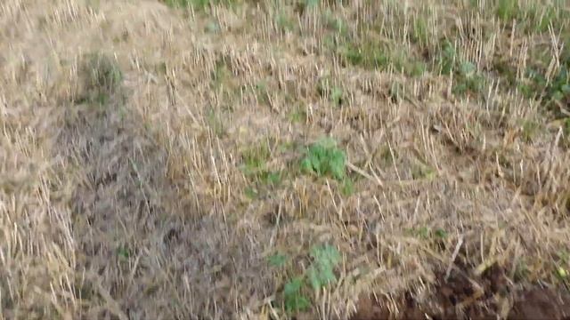 Копаем в первый раз:  X Terra Pro