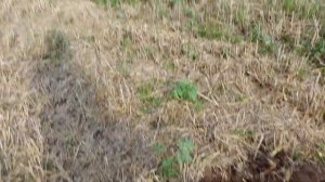 Копаем в первый раз:  X Terra Pro