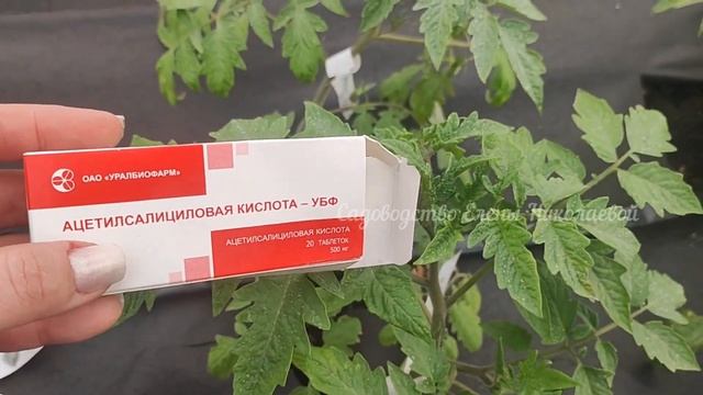 Томаты, Перец, Огурцы и Баклажаны Никогда Не Болеют и Вмиг Идут в Рост! СДЕЛАЙТЕ ТАК! смотреть онлайн