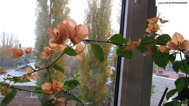 Осеннее цветение Бугенвиллеи сорта Bois de Roses. Чем оно отличается от летнего цветения. смотреть онлайн