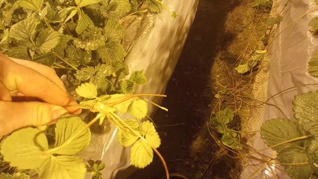 Клубника в Феврале в -30 !!!Как бороться с мучнистой росой? смотреть онлайн