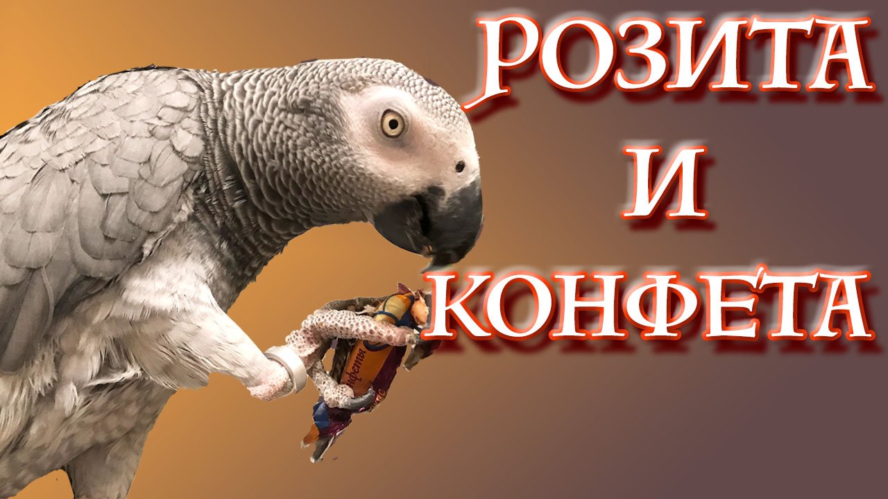 Попугаи и люди. Серия 3 "Вкусная конфета". смотреть онлайн