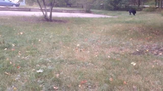 ТЕГ моё утро! |Собака Дора лабрадор | TheDoggyOkky