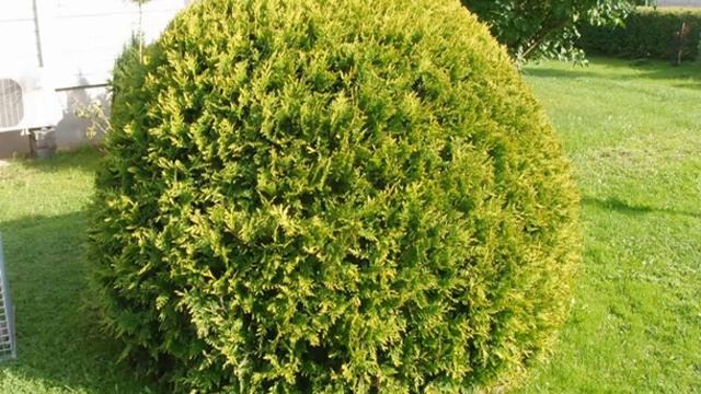 Пересадка туи летом на другое место смотреть онлайн