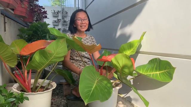 #garden #philodendron How to grow Prince of Orange - Pinay Countrylife смотреть онлайн