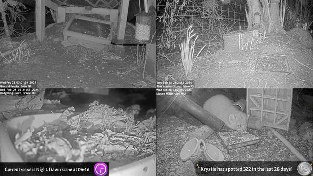 Night Stream February 27th 2024 | Bird Feeders, Wildlife Cameras Scotland UK From SWG