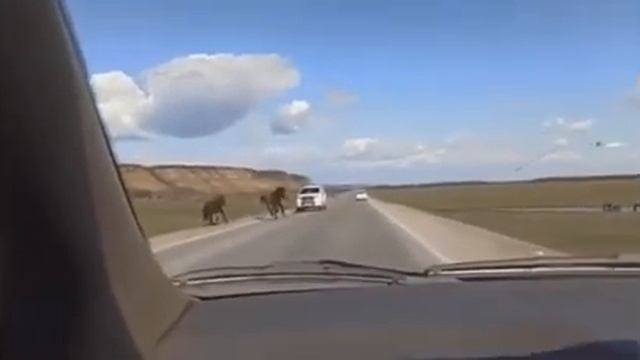 В Якутске лошадь бросилась под колеса автомобиля смотреть онлайн