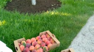 Персик САНРАЙЗ  . Подробный,объективный обзор и дегустация.