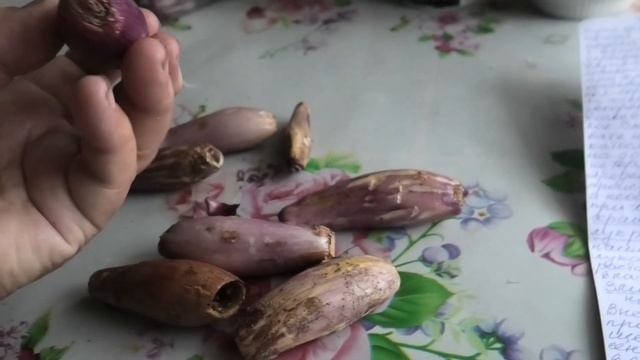 25-26 06 2023г пекинка, картошка, прогулка на лодке смотреть онлайн