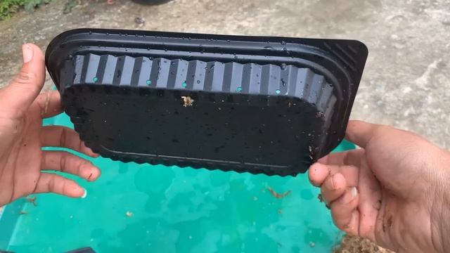 Do this now and your orchid will sprout and flower all year round | Use only garlic смотреть онлайн