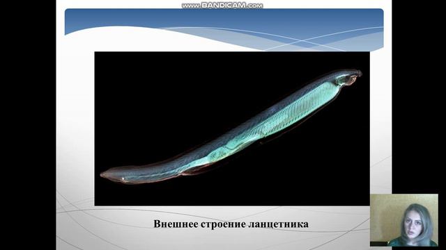 Подтип Бесчерепные