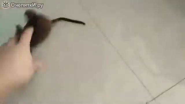 Кошка приносит мышь смотреть онлайн