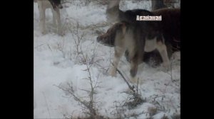 Охота с лайкой 1