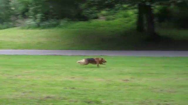 Прогулка с собакой смотреть онлайн