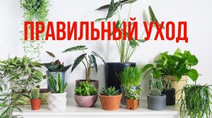 УХОД ЗА ДОМАШНИМИ РАСТЕНИЯМИ