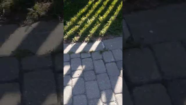 Невский маскарадный и такса смотреть онлайн