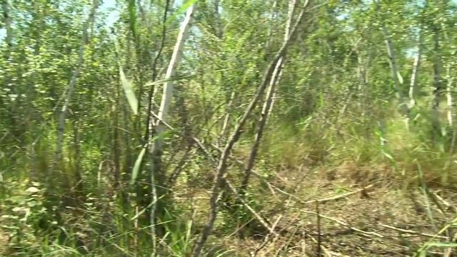 Олешковские пески смотреть онлайн