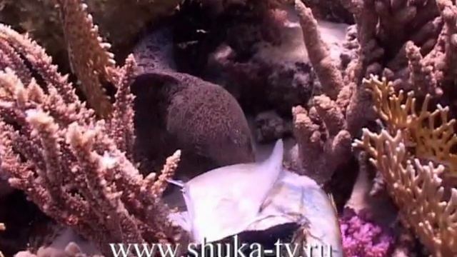 Как мурену кормят с рук, moray eel смотреть онлайн