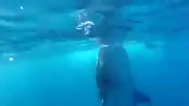 экскурсии в Мексике. плавание с китовыми акулами. Excursions in Cancun. Swimming with Whale Sharks смотреть онлайн