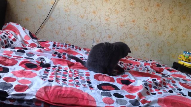 Британская кошка играет с игрушечной удочкой. British cat playing with a toy fishing rod смотреть онлайн