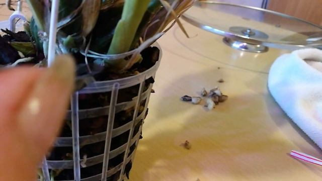 ПОСЫЛКА. ЭКСТРЕННАЯ ПЕРЕСАДКА МАЛЫШЕЙ ФАЛЕНОПСИСОВ смотреть онлайн