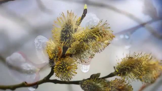 Афанасий Фет. Это утро, радость эта смотреть онлайн