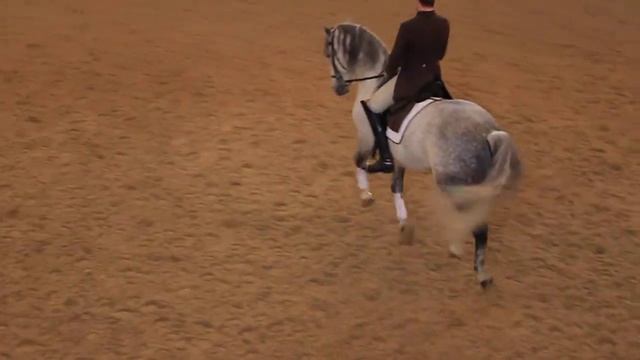 Испанская школа верховой езды, тренировка