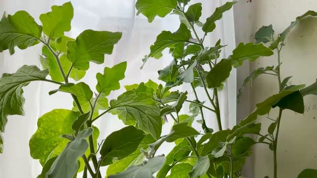 Баклажан "Медальон": мой урожай на балконе смотреть онлайн